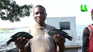 AYEKOO TIME WITH ANDREWS KWAME PIANIM  AQUACULTURE FARM [upl. by Cherilynn]