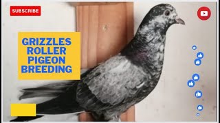 Grizzle Roller Pigeon breeding [upl. by Chae]