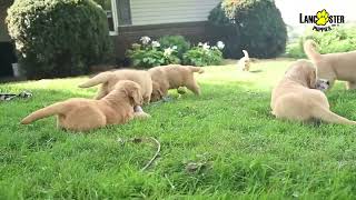 Entertaining Golden Retriever Puppies [upl. by Iroak]