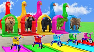 5 Giant Duck Game Lion Elephant Gorilla Dinosaur Buffalo Transfiguration funny animal 2024 [upl. by Jerman153]