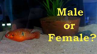 How to identify female and male Red Jewel Cichlids [upl. by Aehta]