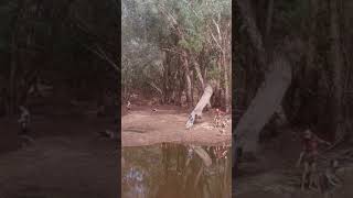 Fishing paradise  the Wenlock River FNQ adventures fishing capeyork camping [upl. by Niwrehs]