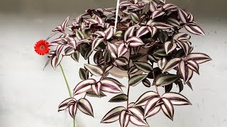 How to grow Tradescantia zebrina in water [upl. by Kulda141]