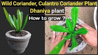 How to grow coriander  Dhaniya  Culantro Coriander plant  Long Coriander plant k bare mai jane [upl. by Beller]