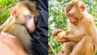 Dad couldnt rescue KAKA monkey because ENV locked him up [upl. by Esidnak573]