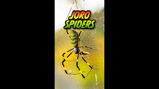 🕷️ Should you worry about Joro Spiders 😱  shorts shortsfeed [upl. by Chaffin]