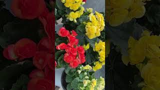 Begonia begonia indoorfloweringplants [upl. by Hughes589]