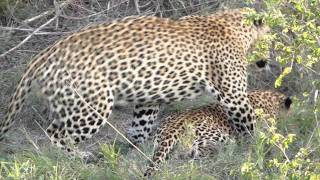 Female Leopard waking male and mating [upl. by Clarice]