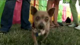 Worlds Ugliest Dog  Meet Xino [upl. by Nnylaehs]