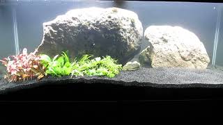 Green Plants to 75Gallon CO2Injected Aquascape 122123 [upl. by Ynamrej]