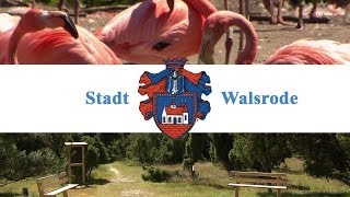 Stadt Walsrode [upl. by Salangia]