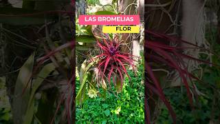 Conoce las bromelias sus cuidados y sus flores [upl. by Aibar243]