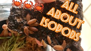 How To Care For And Use ISOPODS [upl. by Lyreb618]