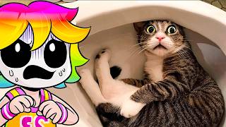 Los videos MAS RAROS de GATOS del Internet😨😍 [upl. by Elyse]