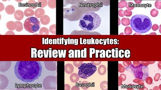 Identifying Leukocytes  Review and Practice [upl. by Godden]