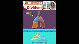 The Lungs I Division [upl. by Tut192]