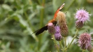 Lebensraum Wiese ein Biotop für viele Insekten [upl. by Aekin]