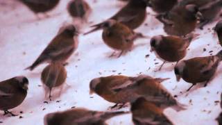 Graycrowned Rosyfinch Mass Gathering [upl. by Ainafetse]