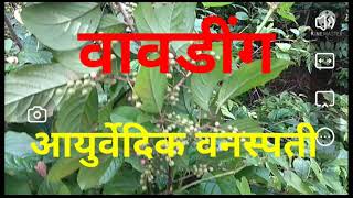 वावडिंग Vavding आयुर्वेदिक वनस्पती वावडींग चे फायदे Embelia Ribes वावडुंग [upl. by Lucien379]