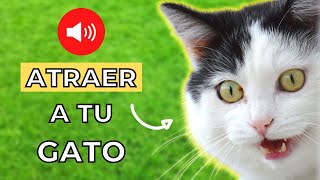 Maullido para Atraer a tu Gato Garantizado 🐈💨 [upl. by Inalaek]