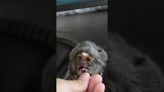 Marmoset Eats Calcium Vitamin petmonkey cutepets fingermonkey [upl. by Lovato979]