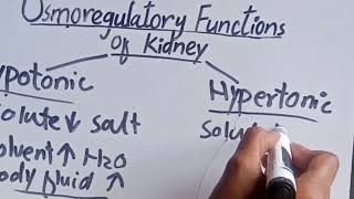 Osmoregulatory Functions of Kidney Grade 10 Biology lecture 8 Chapter 11 [upl. by Ellehcsar]