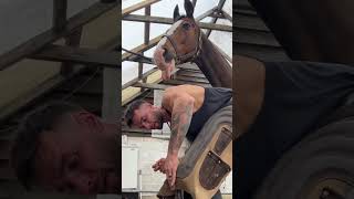 Horse likes the taste 👅 horse equestrian work equine satisfyingvideo explore [upl. by Redliw223]