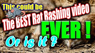 Is this the best Rat bashing video ever [upl. by Rebna]