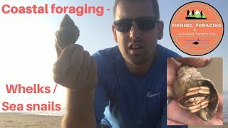 Coastal foraging  Whelks  sea snails [upl. by Oaks]