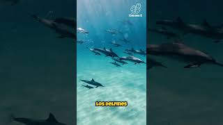 ¡Sorprendente Los delfines usan peces globo para entrar en un estado de euforia [upl. by Charyl]