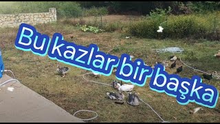 Kazlarda Dişi  Erkek Ayrımı kaz kaz köyhayatı animals shortvideo tavuk [upl. by Naehgem]