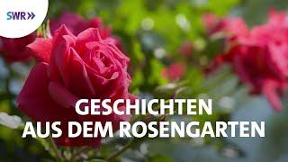 Faszinierende Welt der Rosen  SWR Doku [upl. by Anaitsirk]