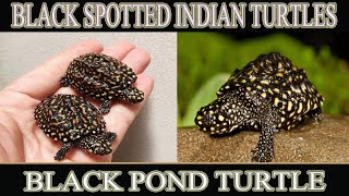 Black Spotted Indian Turtle Care Food Shelter  Black Pond Turtle  Hamilton Turtle [upl. by Atekehs558]