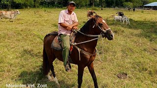 Bozal para caballo [upl. by Hsinam]