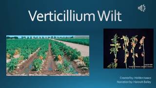 Verticillium Wilt [upl. by Ellecram]