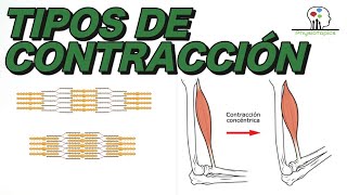 Tipos de Contracción Muscular  Concéntrica excéntrica e isométrica [upl. by Lotta]