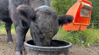 How to Tame a Belted Galloway Cow  Belted Galloway Homestead [upl. by Yorled567]