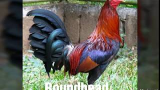 Top Strongest Gamefowl Breeds Part 2 [upl. by Aticilef]