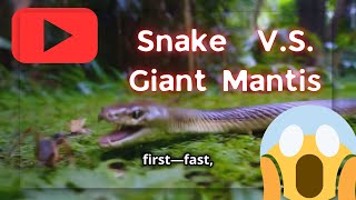 👀 Snake vs Mantis An Epic Showdown in the Wild 👀 [upl. by Eatnoj141]