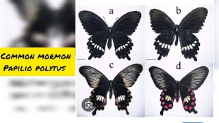 quotOverview of Papilio polytes The Common Mormon Butterflyquot  beautiful butterfly 🦋 [upl. by Senecal]