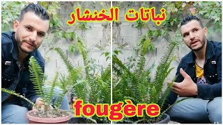 طريقة العناية والإكثار بنبات الخنشار Cultiver de fougère plantes [upl. by Suoicerp]