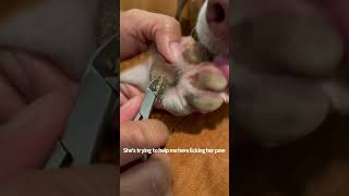 Hyperkeratosis on dog removal [upl. by Retsila439]