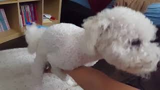 dog gets tired after humping my ARM [upl. by Tiffie]