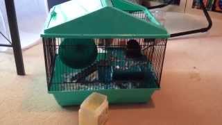 How To Quiet Down A Squeaky Hamster Gerbil Or Mouse Running Wheel [upl. by Ahseim775]