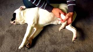 How to perform examination on your dog when hes lame  limping  holding one leg up Teneriffe Vet [upl. by Yerg]