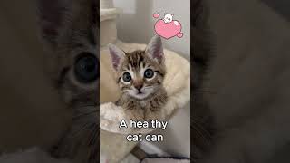 How Many Kittens Can a Cat Have catmom catfacts kitten kittycatvideosfunny funnycats cutecat [upl. by Pass647]