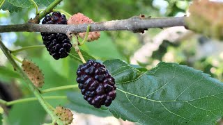 How to harvest and store mulberries [upl. by Mahon551]