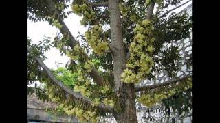 Growing of Durians HD1080p [upl. by Vasya738]