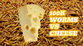 100k Mealworms VS Cheese [upl. by Ynattyrb]