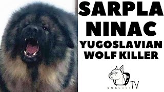 SARPLANINAC The Yugoslavian Wolf Killer Dog DogCastTV [upl. by Auburn91]